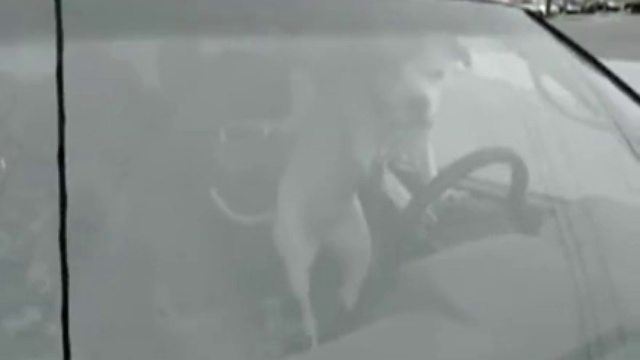 Нарушитель спокойствия смотреть онлайн