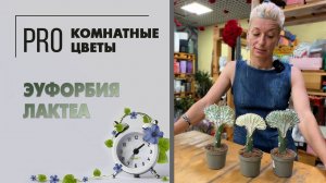 Эуфорбия Лактеа. Необычный и притягательный суккулент. Про растение: как ухаживать за эуфорбией.
