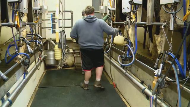 Farm to bottle: how eggnog is made смотреть онлайн