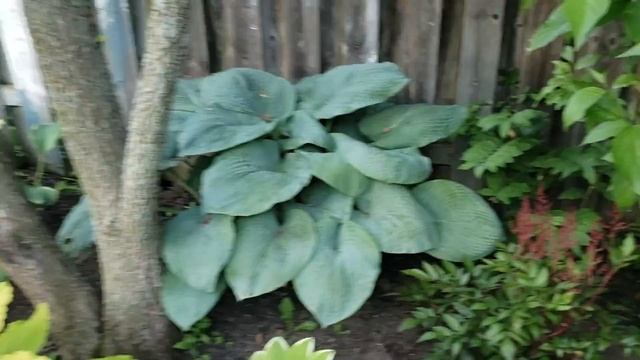 Hosta Garden Tour 2019 смотреть онлайн