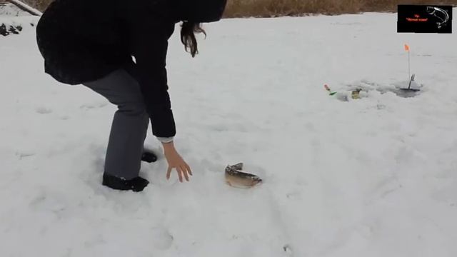 Платная рыбалка по льду, пруд "Чёрные камни" 07.01.20г. Зимняя рыбалка на форель. смотреть онлайн