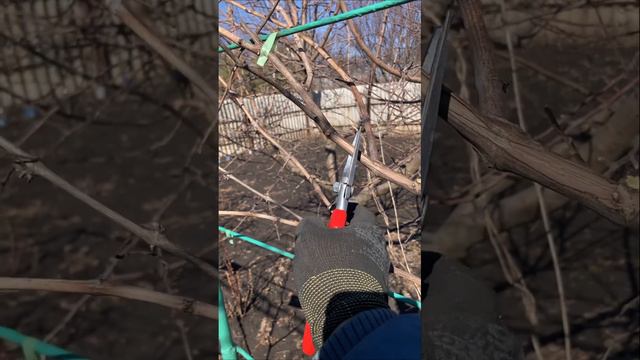 Виноград на арке