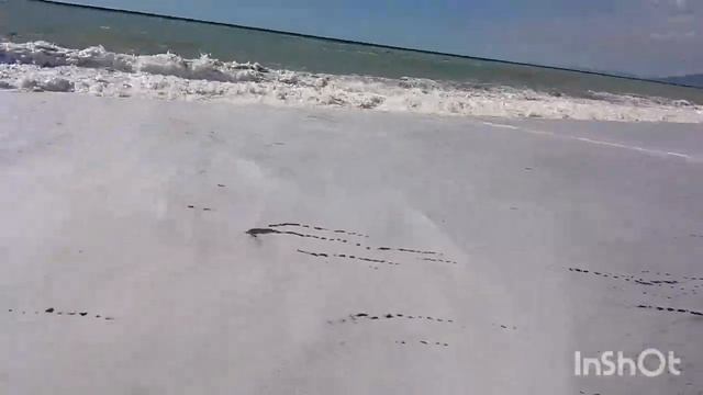 Абхазия Пицунда совхоз Цитрусовый пансионат Золотые пески"" шторм17.10.2023 смотреть онлайн