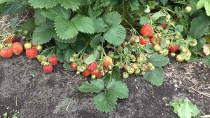 Сорт клубники Лорд. Надежный. Урожайный. Зимостойкий.