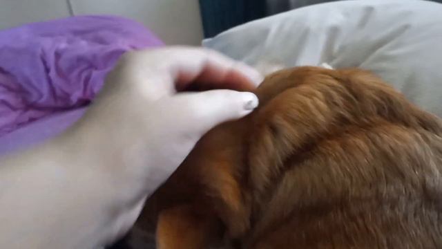 ЛЮБИМЫЙ ВАСИЛЕК,ЛЮБИМЫЙ МОЙ КОМПЛЕКТ ДЛЯ ОТДЫХА ! смотреть онлайн