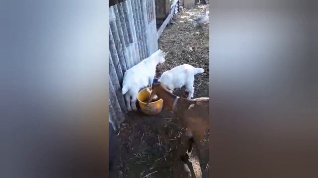 Нубийские козы. Новый дом. смотреть онлайн