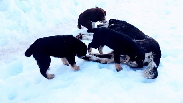 Puppies with dad🔥Puppies 60days🔥Щенки и отец🔥Щенки Cаги Дахмарда 2022🔥Щенки 60 дней смотреть онлайн