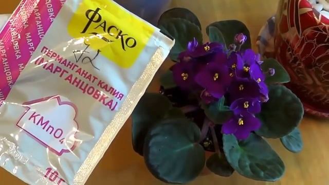 10 эффективных способов избавиться от мошек в цветочных горшках. Комнатные растения. смотреть онлайн