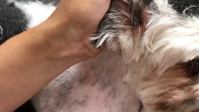 How to Groom a Shih Tzu full Groom (Charlie) смотреть онлайн