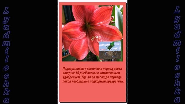 Гиппеаструм. Уход в домашних условиях смотреть онлайн