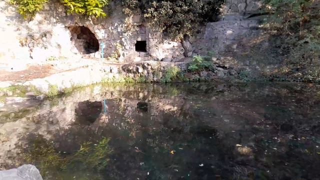 Прогулка с чихуахуа Пулькой и французским бульдогом Тайсоном. Максимова дача. Севастополь. смотреть онлайн