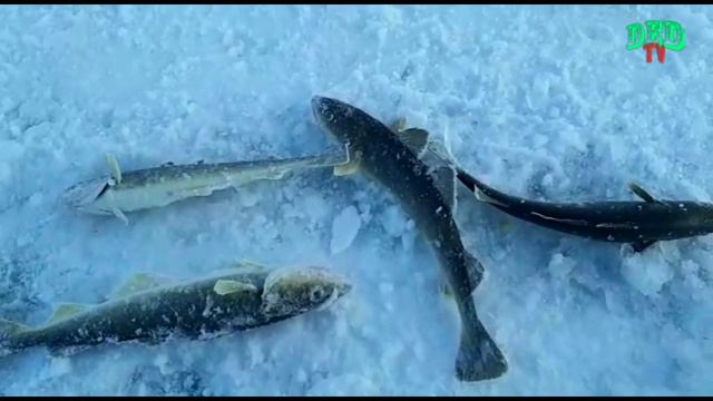 Новости❗ О рыбалке от 11.02.2021г. Де-Кастри 4-я точка. смотреть онлайн