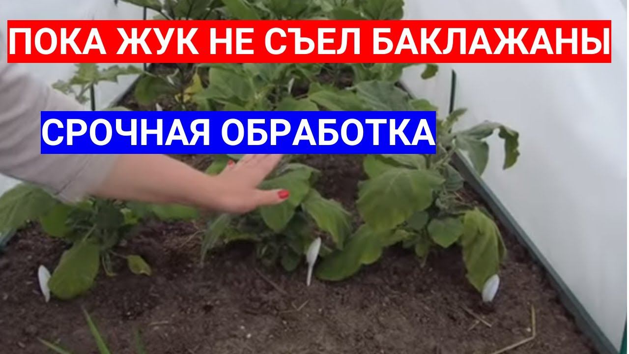 КОЛОРАДСКИЙ ЖУК ЕСТ БАКЛАЖАНЫ - КАК ЗАЩИТИТЬ БАКЛАЖАНЫ ОТ КОЛОРАДСКОГО ЖУКА смотреть онлайн