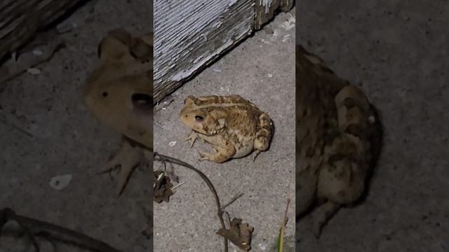 Почему не стоит трогать эту жабу руками?