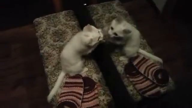 Мой котёнок "Смайлик" смотреть онлайн