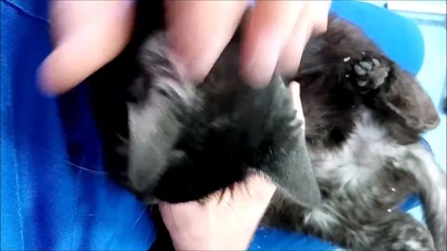 How To Trim/Cut Cats Claws .