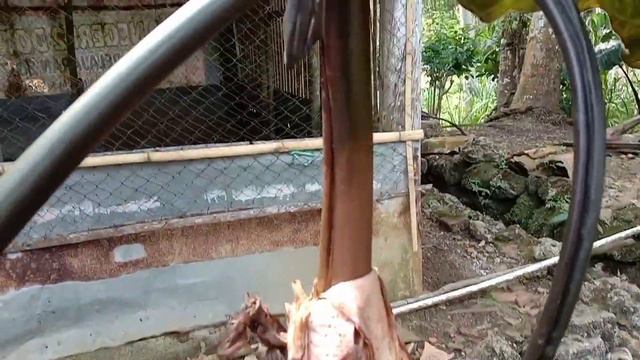 Caladium alocasia princess смотреть онлайн