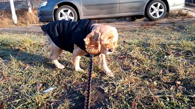 История одной собачки.#dog смотреть онлайн