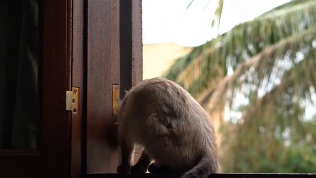 Как приучить котенка к лотку? смотреть онлайн