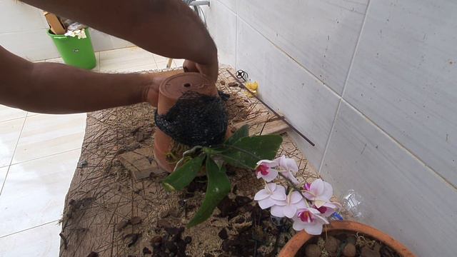 Phalaenopsis plantada fora do vaso смотреть онлайн