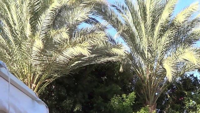 Elysees отель hurgada,плохой отзыв! смотреть онлайн