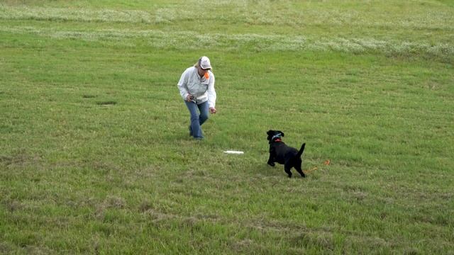 Is Force Fetch using ear pinch correct for every type of dog смотреть онлайн