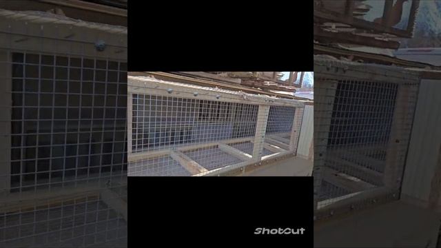 #голуби #хорошеенастроение #иммиграция #сша Сюрприз ! смотреть онлайн