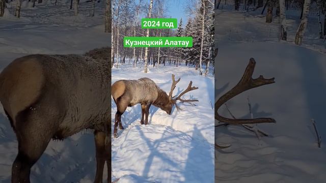 Кузнецкий Алатау 2024 год смотреть онлайн