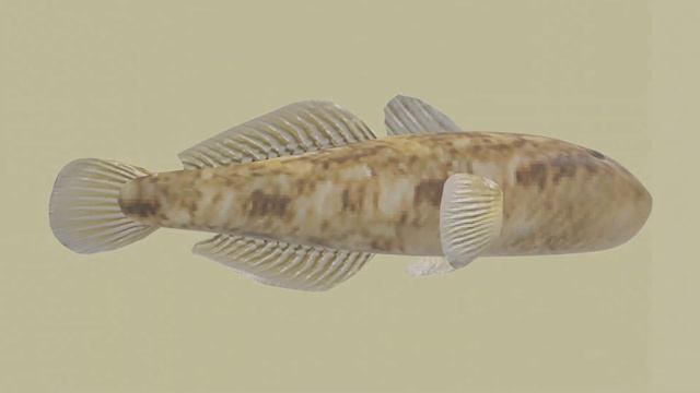 bullhead fish(part 1) смотреть онлайн
