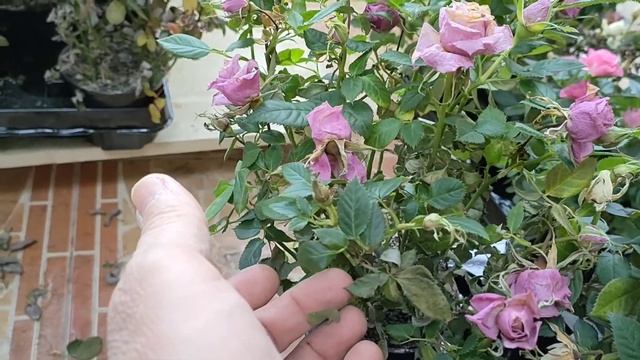 цветы на гидропонике. Варианты климата. смотреть онлайн