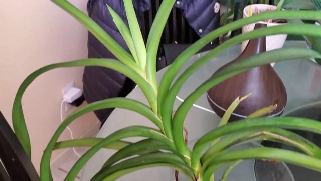 Результаты после полива Тёплой водой. Посадка Фаленопсиса в лаву. 3 месяца спустя. смотреть онлайн