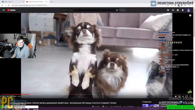 Братишкин смотрит  ШКОЛА КОТОВ И СОБАК! ТАЙНАЯ ЖИЗНЬ ДОМАШНИХ ЖИВОТНЫХ   ВОЛШЕБНЫЕ ПИТОМЦЫ УЧАТСЯ