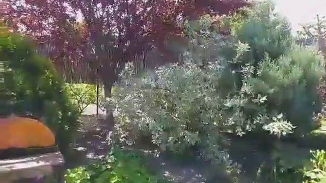 Гуляем по саду питомника с нашими корги. Нимфея расцвела!! смотреть онлайн