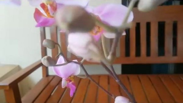 Phalaenopsis pulcherrima, Doritis, species of orchid