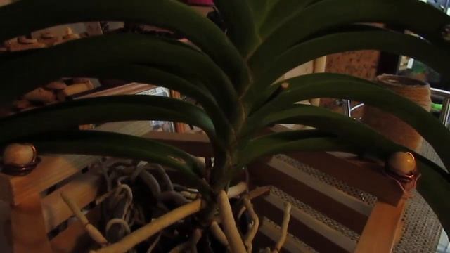 Выбор Ванды и последующие действия. смотреть онлайн