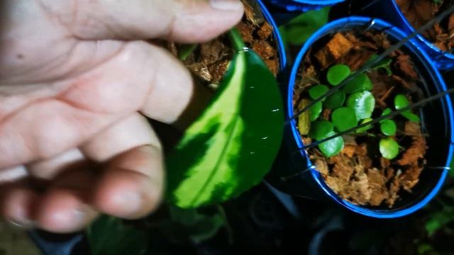 Hoya Diversifolia Variegata