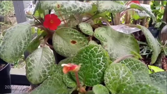 Time To Breeding ( Episcia My Precious, Moss Agate, Christmas, Dkk)