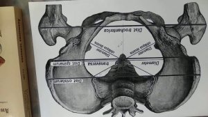 Женский таз с акушерской точки зрения, плоскости и размеры таза