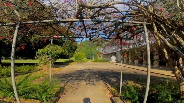 #UOP #Beauty of PERA #Srilanka Evening walk - University of Peradeniya смотреть онлайн