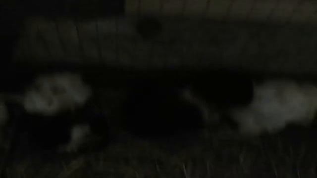 Что делать если марская свинка родила 6 а папа папская свинка мешает смотреть онлайн