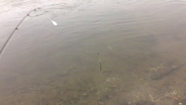 Хариус 2019 смотреть онлайн