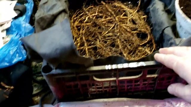 Закладка корня ежевики. Пикировка крапивки. смотреть онлайн