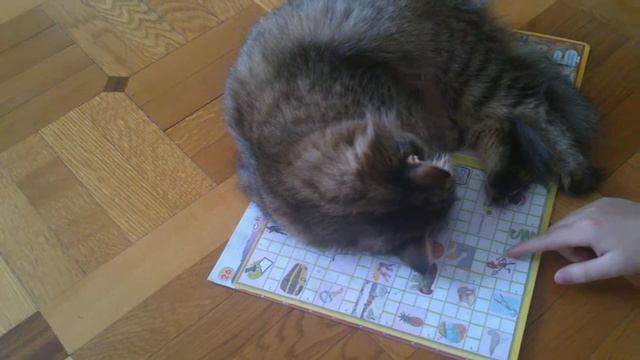 кошка и кроссворд смотреть онлайн