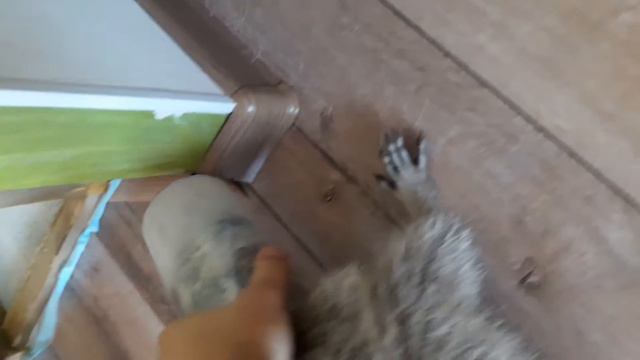 Енот Ракета не делится едой смотреть онлайн