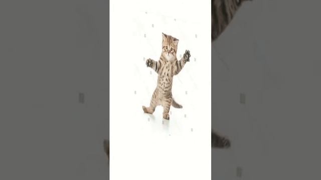Stock_png_cat_dancе смотреть онлайн