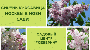 СИРЕНЬ КРАСАВИЦА МОСКВЫ В МОЕМ САДУ!