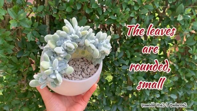 Echeveria Pulvinata “Frosty“ Cristata/Succulent/Echeveria