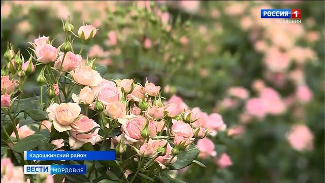 Восхититься красотой селективного искусства из Мордовии смогут еще больше покупателей смотреть онлайн