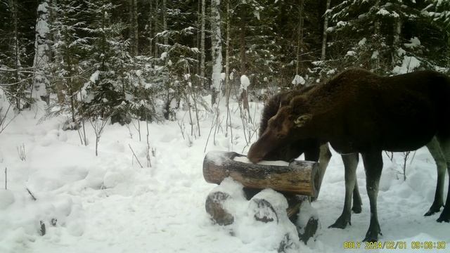 Фотоловушка Bolyguard SG2060-K #26.2 / Солонец №2 смотреть онлайн