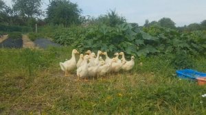 Гуси -самая простая птица в содержании.Гуси  Линда. Кормление гусят и гусей.Альтернатива бройлерам.